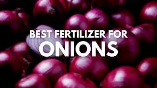 Best Fertilizer For Onions | Grow Them The Right Way