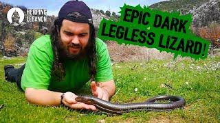 Epic Dark Legless Lizard and more Spring encounters!