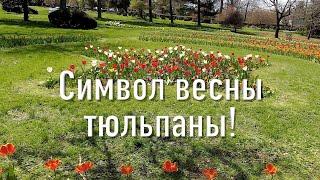 Символ весны – тюльпаны!