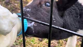 Little Baby Lamb Drinks From Bottle