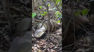 Olive Python chewing on kangaroo ￼