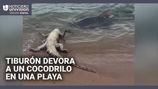 El momento en que un tiburón devora a un cocodrilo en una playa