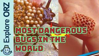 Most Dangerous Bugs In The World