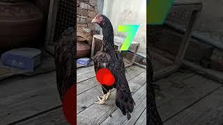 Aseel hen in Pakistan | Top 10 aseel breeder hens | Top 10 fighter aseel hen's #chicken #birds #pets