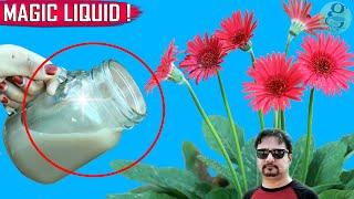 SECRET LIQUID FERTILIZER | See What Happens When You Use This Organic Fertilizer