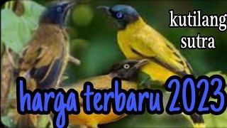 harga terbaru burung kutilang sutra 2023