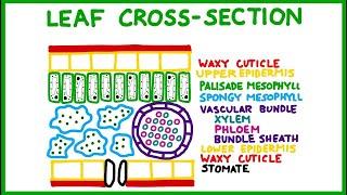 Leaf Cross-Section (Old version!)