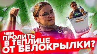 КАК ОБРАБОТАТЬ ТЕПЛИЦУ ОТ БЕЛОКРЫЛКИ И БОЛЕЗНЕЙ ОСЕНЬЮ?