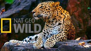 #9. Дикие кошки.  Хищники Африки.  Леопарды Nat Geo Wild