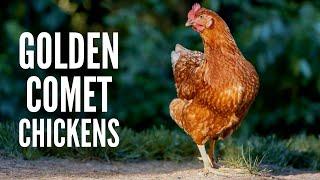 Golden Comet Chickens – Everything You Need to Know