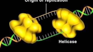 DNA helicase