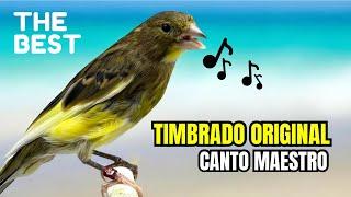 SUPER CANTO de MAESTRO TIMBRADO ESPANHOL ORIGINAL para ENCARTE (Blocos de 22’ com intervalos de 10’)