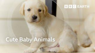 Exploring the Adorable World of Baby Animals | BBC Earth