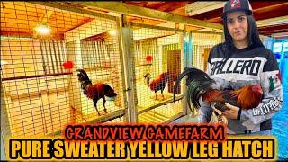 Pure Sweater Yellow Leg Hatch ~ GRANDVIEW GAMEFARM