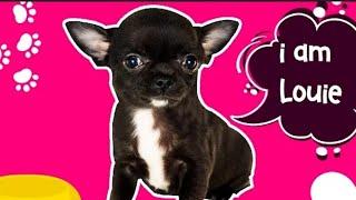 Mreviatar Louis ozeri /#louisozeri /LOUIE CHIHUAHUA/Louis the chihuahua Videos #mreviatarlouie