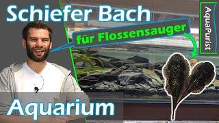  Der Schiefe(r) Bach?!  Noch ein Fluss #Aquarium für Flossensauger - Beckenvorstellung #Aquaristik