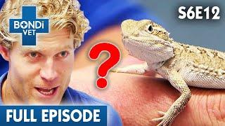 Curious Case Of A Shrinking Lizard  | Bondi Vet Season 6 Ep12 | Bondi Vet Full Episodes | Bondi Vet