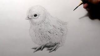 Cómo dibujar un Pollito