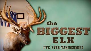 The BIGGEST Elk I’ve Ever Taxidermied