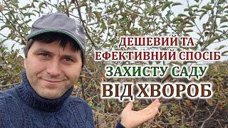 Дешевий та ефективний спосіб захисту саду від хвороб