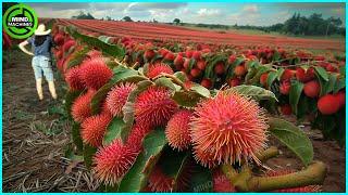 The Most Modern Agriculture Machines That Are At Another Level, How To Harvest Rambutan In Farm ▶1