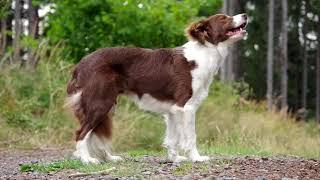 Amazing Dog Tricks by Border Collie JUSTY 4 years   YouTube