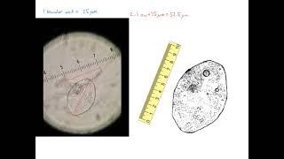 How to make scale bars for your biological sketches!