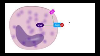 Advanced Glycation End-Products (AGEs) EXPLAINED [Part 1]