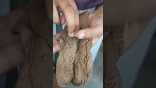 Vagina Female External Genitalia video Anatomy class