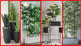 Indoor garden idea | indoor plants for interior | house interior | interior with faiz |