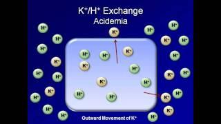 Normal Acid-Base Regulation (ABG Interpretation - Lesson 2)