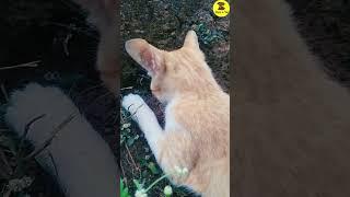 Cat Doing funny things, Cat Wow , Cats kittens,  #pupies #dog #shortsviral #pupyy  Pets 4 You 