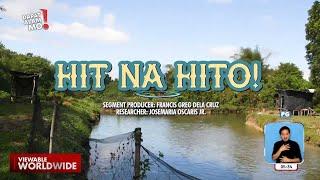 Paano nga ba mag-aalaga ng catfish o hito? | Dapat Alam Mo!