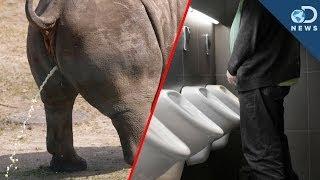 Why All Mammals Pee For The Same Amount Of Time