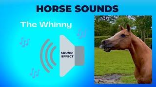 HORSE SOUNDS ~ Whinny'ing - Neigh'ing my horse is calling to the horses to come  #horse   #shorts