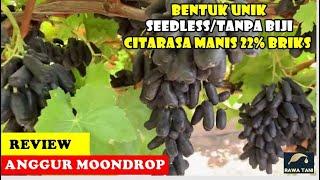 ANGGUR MOONDROP !!!  TANPA BIJI, BENTUK UNIK & MAMPU BERBUAH DI INDONESIA I RAWA TANI