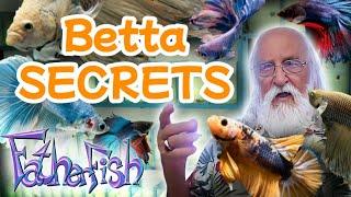 Master Aquarist Reveals His Betta Secrets.