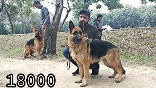 100 German shepherd top class in Lahore Kennel club in Pakistan