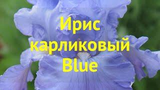 Ирис карликовый Блю. Краткий обзор, описание характеристик, где купить саженцы iris pumila Blue
