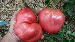 ТОМАТЫ НЕ ПОТРЕСКАЮТСЯ. Что делать, чтобы помидоры не трескались. Трещины на плодах томатов.
