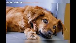 Sad dog video  #dog  #dogs #saddogs  #noncopyrightedmusic #noncopyright  #best