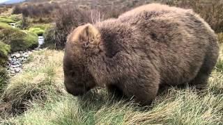 The Cult vs The Wombat