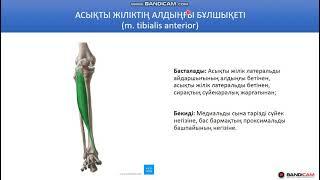 Балтыр (сирақ) бұлшықеттері - 1. Сирақтың алдыңғы топ бұлшықеттері. Жамбас, аяқ, сан, сирақ бұлшықет