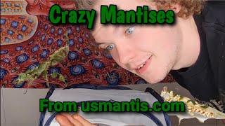 Unboxing Crazy Looking Mantises From USmantis