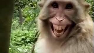 Monkey funny  smile | monkey funny videos | funny smile