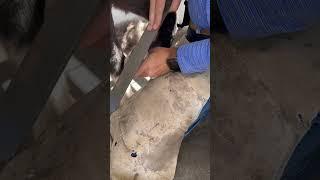 Using a rasp to level out a pony’s hoof. #farrier #horse #pony #horseshoeing #asmr