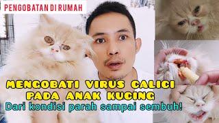 CARA MENGOBATI VIRUS CALICI KUCING SAMPAI SEMBUH - Virus calici kucing bisa sembuh