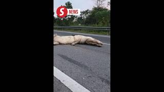 Crocodile struck on Brunei highway goes viral