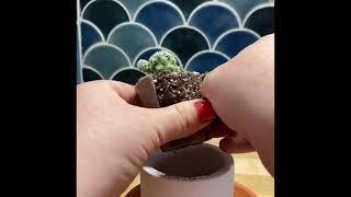 Repotting Thimble Cactus