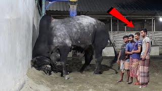 Biggest cow in the World in Bangladesh 2021 | Big Cow in Bangladesh 2021 | Gulam Cow